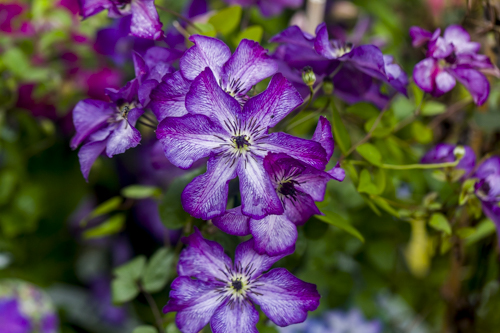[CLVSNOV] Clematis vit. Super Nova PBR (gestokt, 75cm, pot   2.25L)