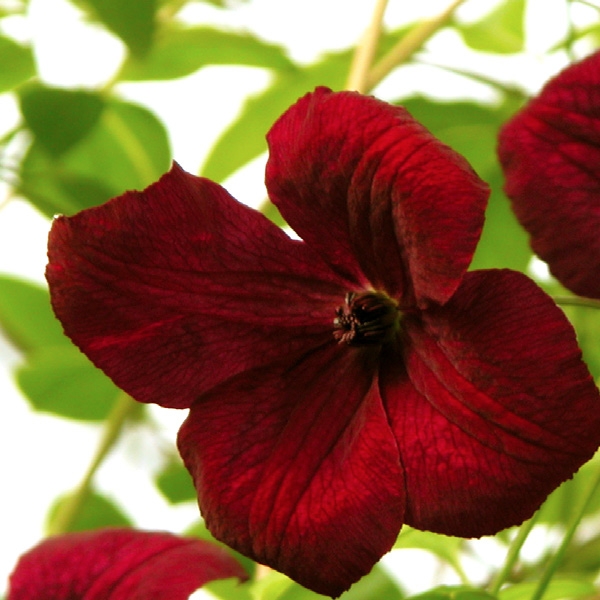 [CLVRUBR] Clematis Viticella 'Rubra' (AR) (gestokt, 75cm, pot   2.25L)