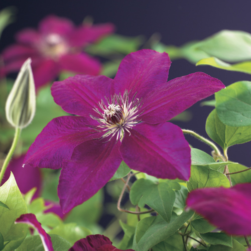 [CLWESTE] Clematis 'Westerplatte' (gestokt, 75cm, pot   2.25L)