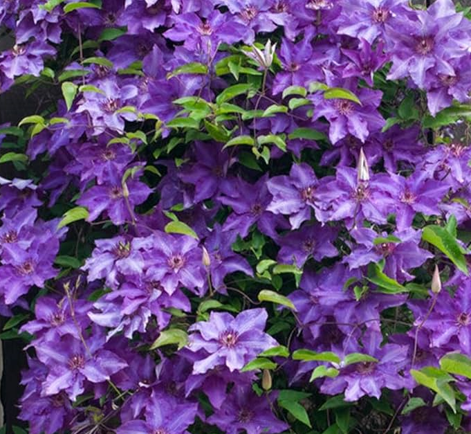 [CLWPERF] Clematis 'Wonderful Perfume'