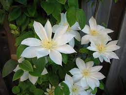 [CLWPRIM] Clematis 'Wada's Primrose'