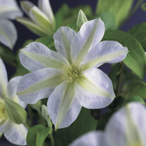 [CLYUKIK] Clematis 'Yukikomachi' (75cm, pot 2.25L)