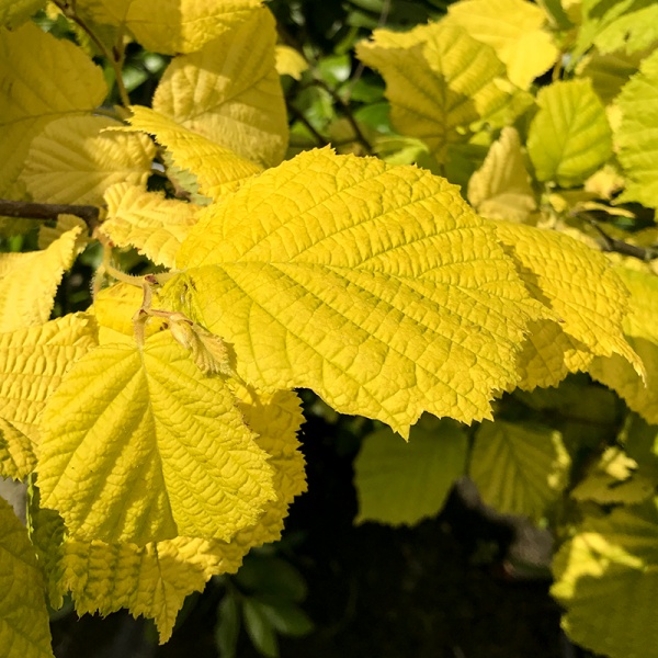Corylus avellana 'Aurea'