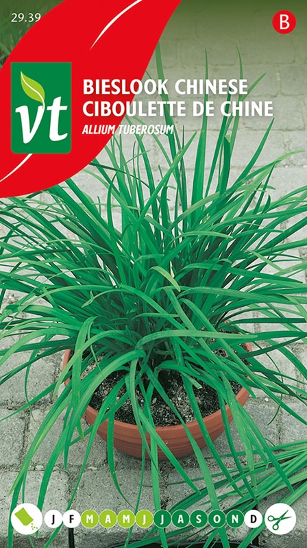 [002939] BIESLOOK CHINESE Allium tuberosum