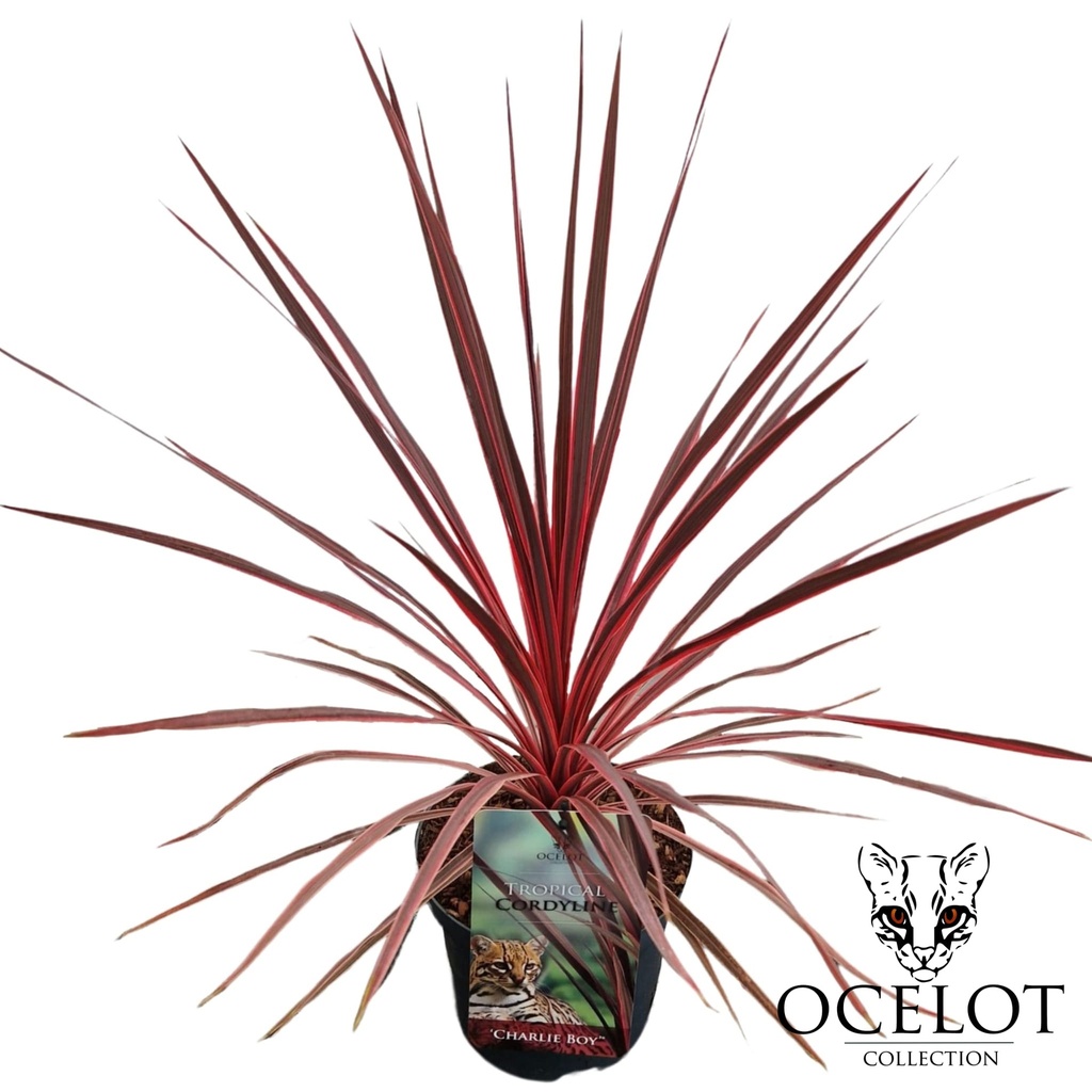 [COACBOY] Cordyline aus. 'Charlie Boy' (—, pot   7.5L)