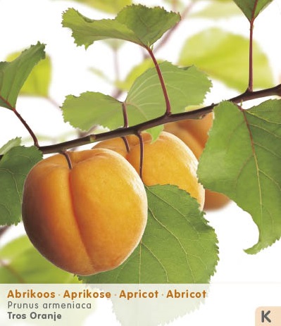 [ABRIKOZ] ABRICOT (demi tige, —, pot)
