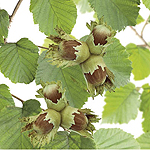 [COACOSF] NOISETTE 'COSFORD'