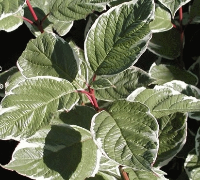 [COAELEG] Cornus alba 'Elegantissima' (—, 60/80cm, pot   3L)