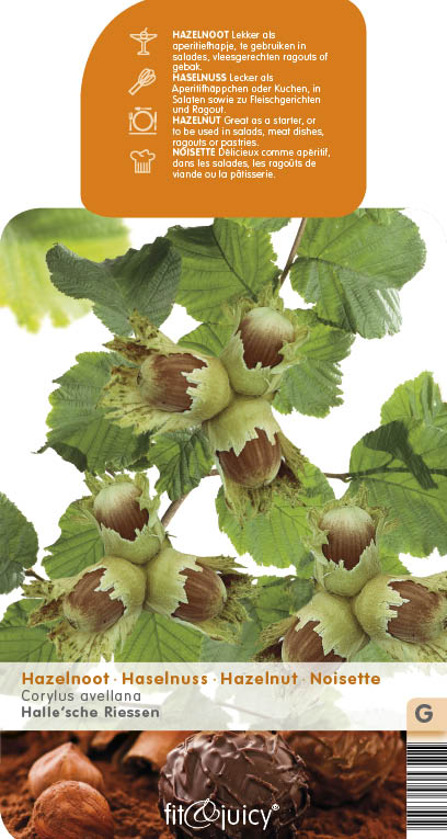 [COAGDHA] Corylus avellana 'Géante de Halle' (—, 60/100cm, pot   3L)