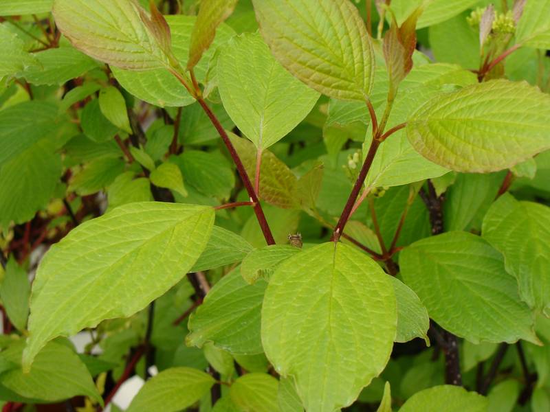 [COAKESS] Cornus alba 'Kesselringii' (—, 60/80cm, pot   3L)