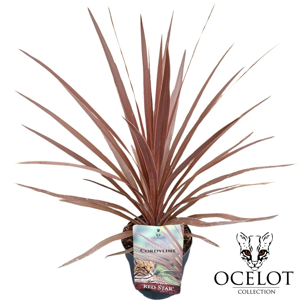 [COARSTA] Cordyline aus. 'Red Star' (—, pot 7.5L)