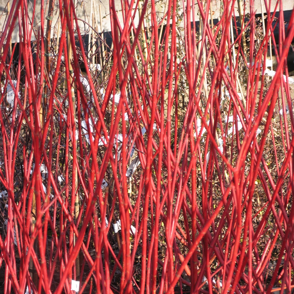 [COASIBI] Cornus alba 'Sibirica' (stam, 100cm, pot  15L)