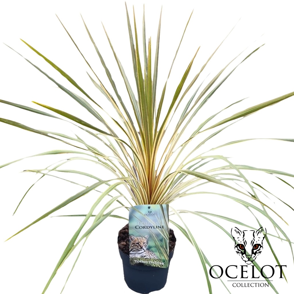 [COATDAZ] Cordyline aus. 'Torbay Dazzler' (—, pot   7.5L)