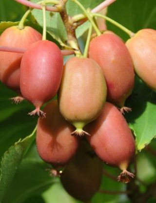 [ACAGENE] Actinidia arguta 'Geneva' KIWI