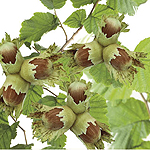 [COAWPCO] Corylus avellana 'Webb's Prize Cob' HAZELNOOT (—, —, pot   5L)