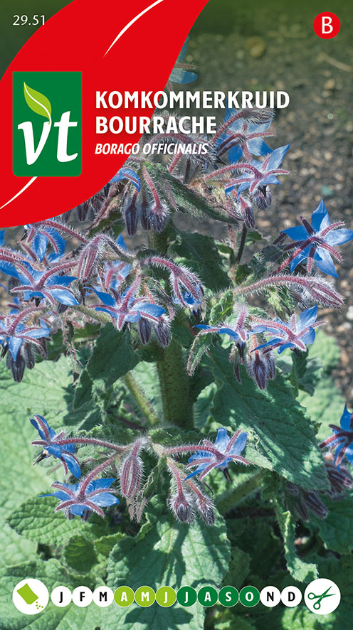 [002951] KOMKOMMERKRUID Borago officinalis