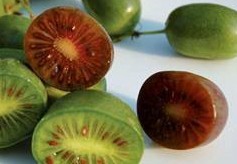[ACAKRED] Actinidia arguta 'Ken's Red' RODE KIWIBES (—, pot   2L)