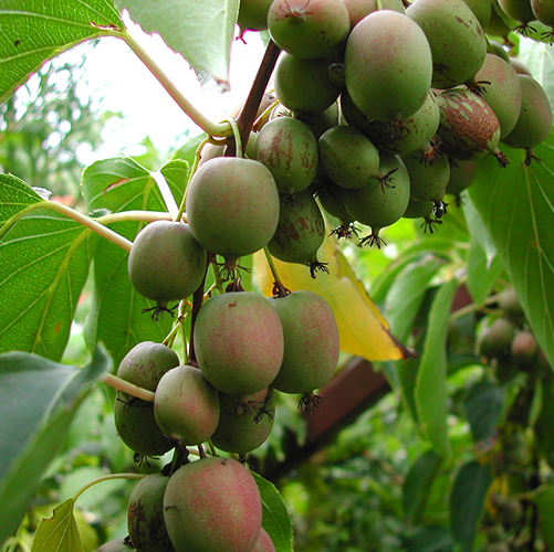 [ACAWEIK] Actinidia arguta 'Weiki' KIWIBES (—, pot   2L)