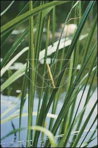 [ACCALAM] Acorus calamus (pot   9cm)