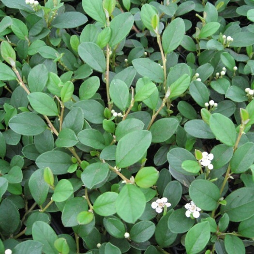 [CODMAJO] COTONÉASTER (pot 9cm)