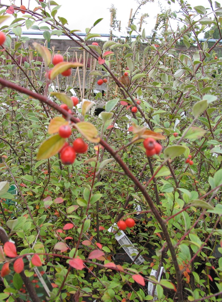 [COFRANC] Cotoneaster franchetii (—, 60/80cm, pot   5L)