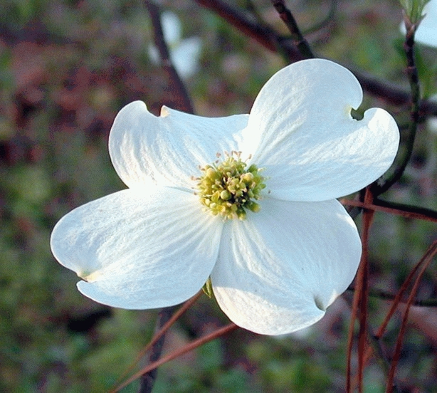 [COFLORI] Cornus florida (—, 100/125cm, pot  10L)