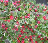 [COHORIZ] Cotoneaster horizontalis (—, 30/40cm, pot   3L)