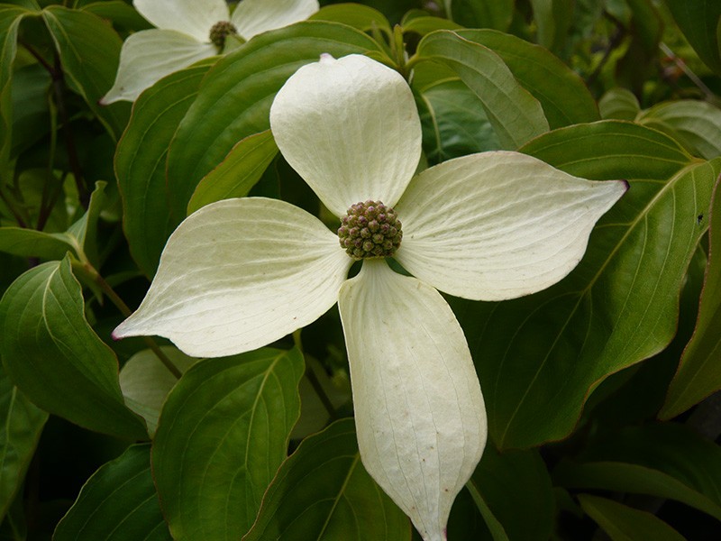 [COKCGIR] CORNOUILLER DU JAPON (—, 60/80cm, pot 7.5L)