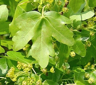 [ACCAMPE] Acer campestre (hoogstam, 8/10, pot)