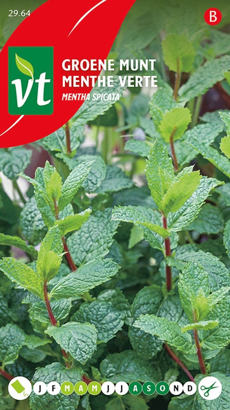 [002964] PEPERMUNT Mentha piperita