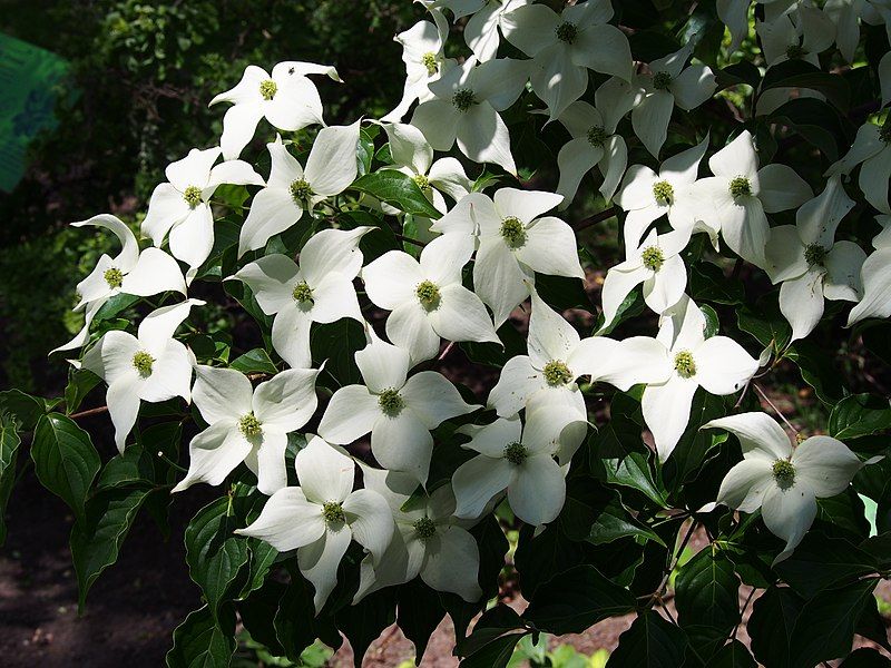 [COKSCHM] Cornus kousa 'Schmetterling' (—, 100/125cm, pot  20L)