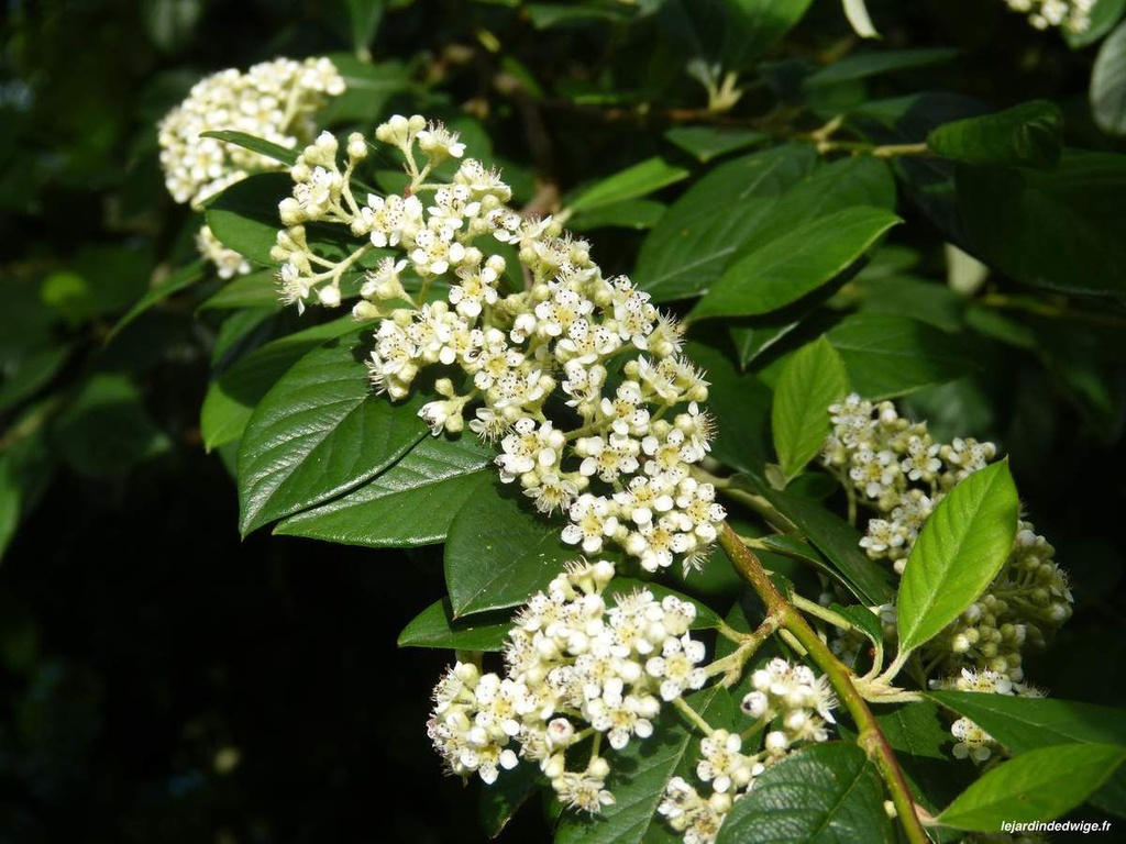 [COLACTE] Cotoneaster lacteus (tige, 60cm, pot 7.5L)
