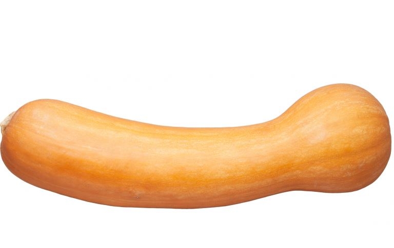 [COLDNIC] COURGE LONGUE DE NICE