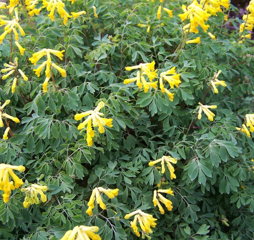 Corydalis lutea