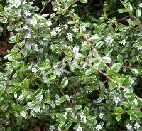 [COMCARP] Cotoneaster micr. 'Queen of Carpets' (—, —, pot   1.3L)