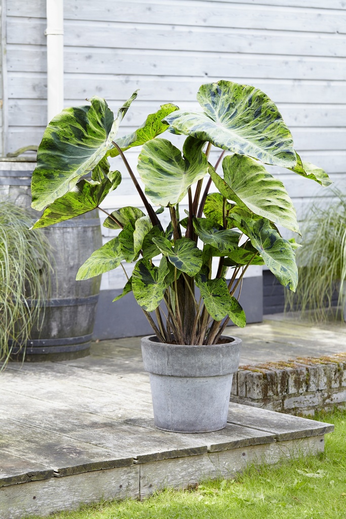 [COMOJIT] Colocasia 'Mojito'