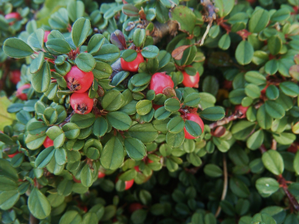 [COMSFIN] Cotoneaster micr. 'Streibs findling' (—, —, pot 9cm)