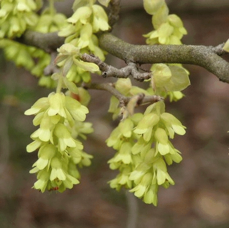 [COPAUCI] Corylopsis pauciflora (30/40cm, pot   3L)