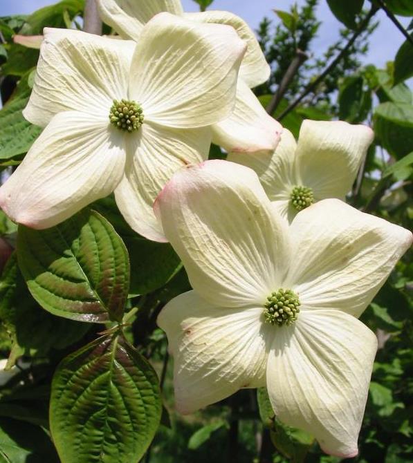 Cornus x 'Rutban Aurora'