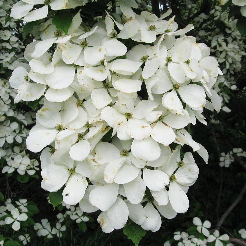 Cornus ‘Rutcan’ ('Constellation'®)