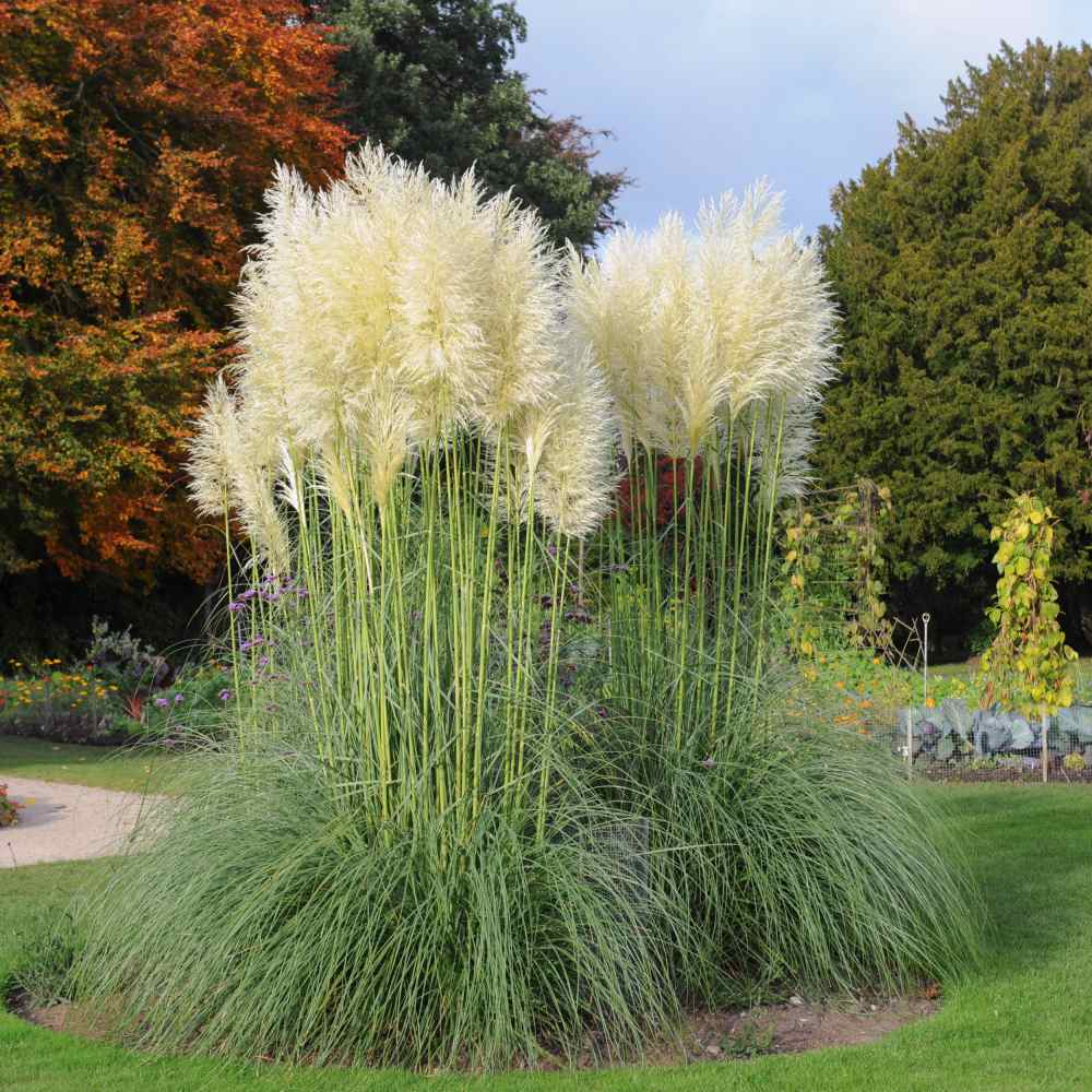 [COSELLO] Cortaderia selloana (pot   9cm)