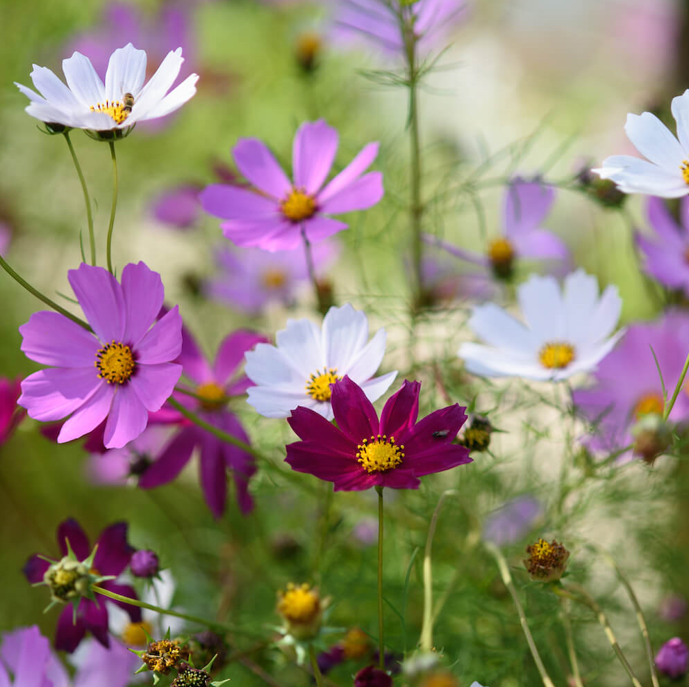 [COSMOS] Cosmos (pot  10.5cm)
