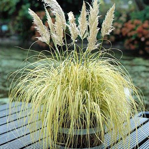 [COSMGPA] Cortaderia sell. 'Mini Goldpampas' (pot   2L)