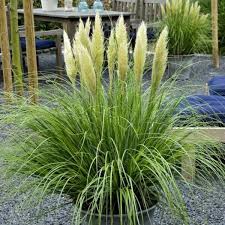 [COSMPAM] HERBE DE LA PAMPA (pot 2L)