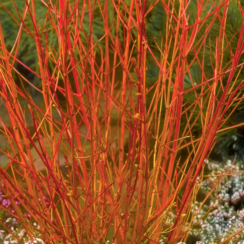 [COSMWIN] Cornus sang. 'Midwinterfire' (—, pot   3L)