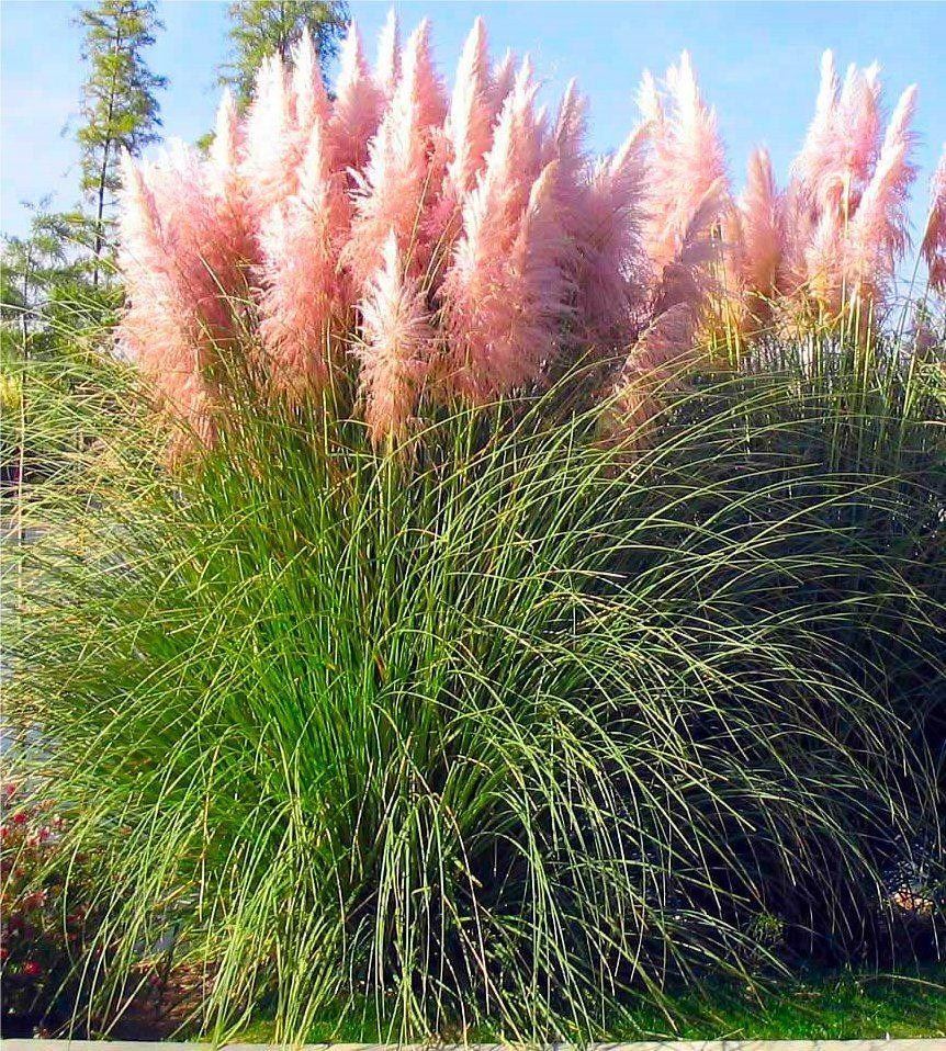 [COSROSE] HERBE DE LA PAMPA (pot 9cm)
