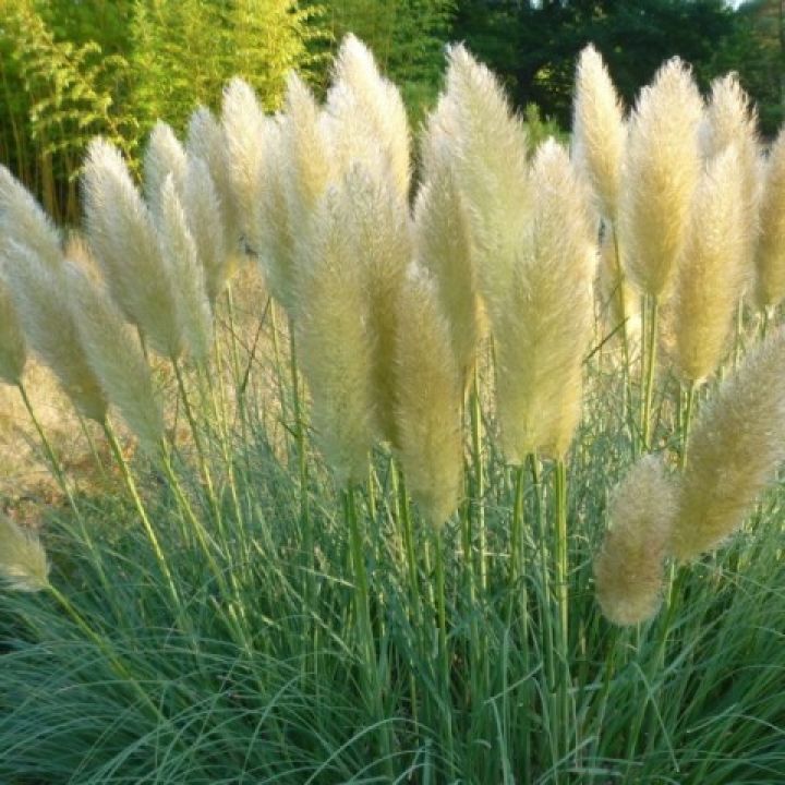 [COSSSTA] HERBE DE LA PAMPA (pot 2L)