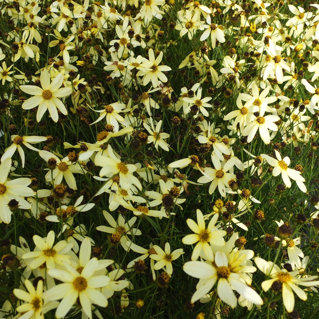 [COVMOON] Coreopsis vert. 'Moonbeam' (pot   9cm)