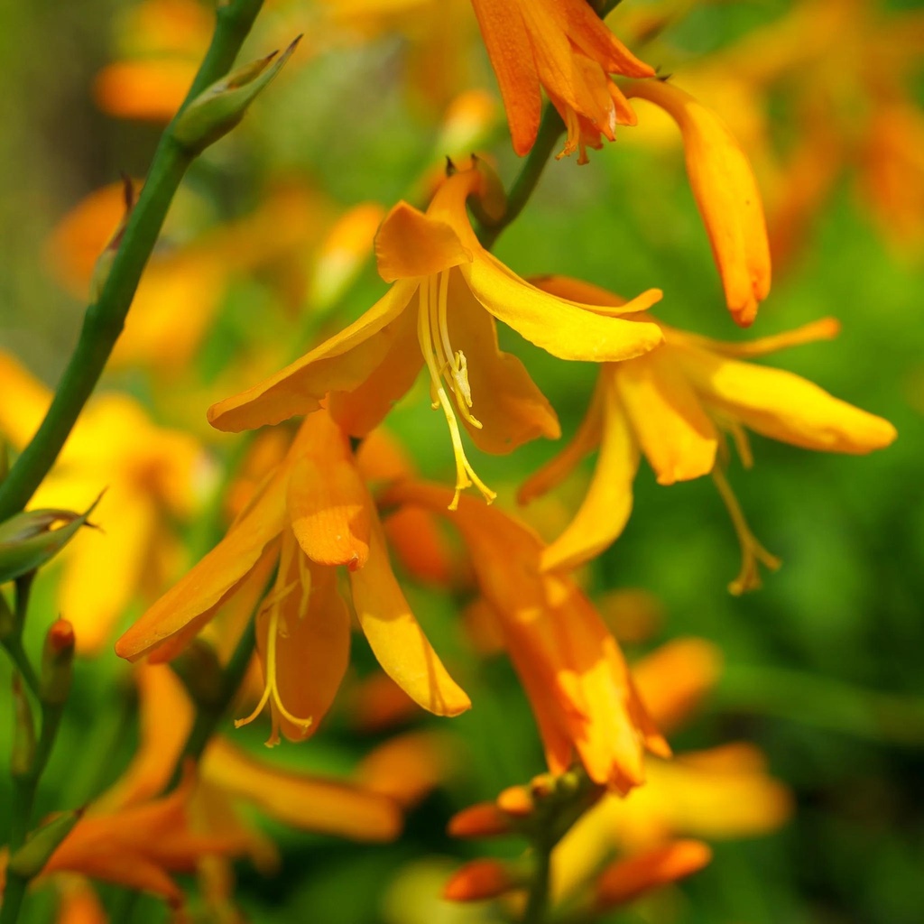 [CRGDAVI] Crocosmia 'George Davison' (pot 2L)