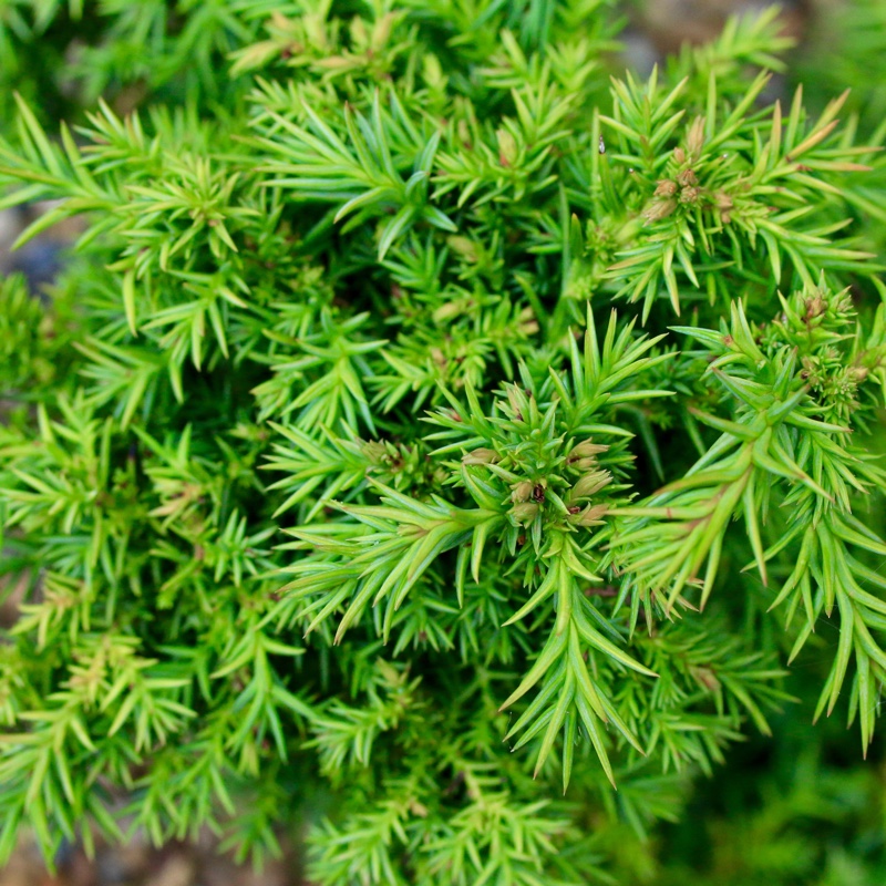 [CRJBSUG] Cryptomeria jap. 'Bandai' (—, pot 7,5l 40/50cm)